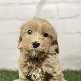 Australian Labradoodle Puppies from Dallas Labradoodles