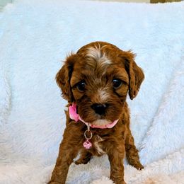 Liberty - Red female Cavapoo puppy in Manheim, Pennsylvania from Mandy Martin