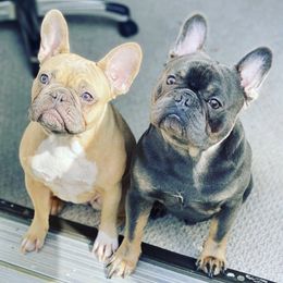 French Bulldogs from French Bulldog Houston