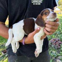 Girl 2 - Red female Beagle puppy in Hudson, Michigan from Bachman’s Kennel