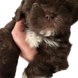 Shihpoo and Shih Tzu Puppies from Lilli’s Shih tzus and Shih poos
