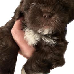 Shihpoo and Shih Tzu Puppies from Lilli’s Shih tzus and Shih poos