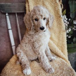 Thea - Cream female Poodle puppy in Detroit Lakes, Minnesota from Pickerel Pups