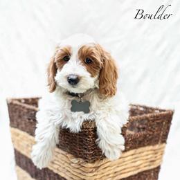 Boulder - Parti male Goldendoodle puppy in Boise, Idaho from Goldendoodle Baby