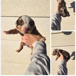 Girl 4 - Red merle female Miniature Australian Shepherd puppy in Lubbock, Texas from Texas Bluebonnet Herders