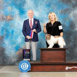 Kalvin - Chinese Crested