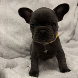 French Bulldog Puppies from Wyo frenchies