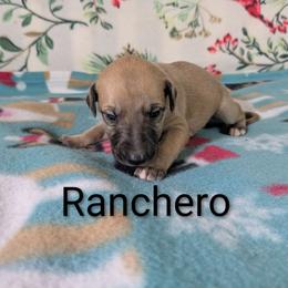 Ranchero - Red male Whippet puppy in Sweet Home, Oregon from Imperialis Kennels