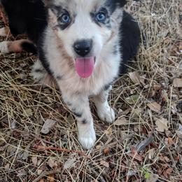 Australian Shepherd Puppies from Southern Boy Blues Aussies