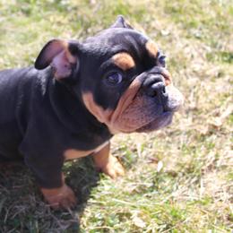 Boxer, Bulldog, and French Bulldog Puppies from Hillview Kennels