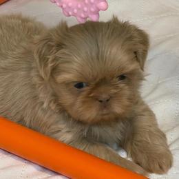 Light pink girl - Lilac female Shih Tzu puppy in Berkeley Springs, West Virginia from Sandridge Shih Tzus