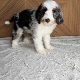 Gray boy - Blue merle male Bernedoodle puppy in Modesto, California from Two Doods Doodles