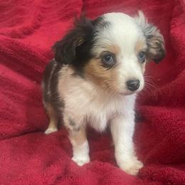 Boy 2 - Blue merle male Toy Australian Shepherd puppy in Springfield, Missouri from Donnie's Miniature & Toy Australian Shepherds