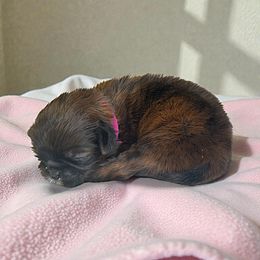AKC-Rosie - Brindle and white female Shih Tzu puppy in Mooresville, North Carolina from Juji Shih Tzu