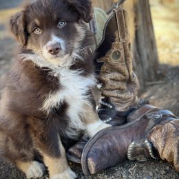 Australian Shepherd and Border Collie Puppies from Sun Up Kennels