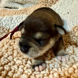 Ace - Salt and pepper male Miniature Schnauzer puppy in Comanche, Texas from Circle R