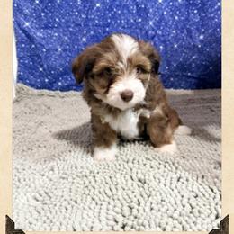 Mini-Aussie Doodle Female 1 - Red female Miniature Australian Shepherd puppy in Pensacola, Florida from TNT MINI AUSSIES