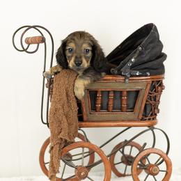 Red sable - Sable male Dachshund puppy in Seminary, Mississippi from Down South Mavericks Dachshunds