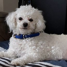 Juni - Bichon Frise
