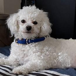 Juni - Bichon Frise