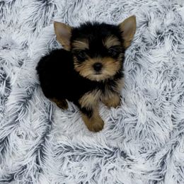 Yorkshire Terrier Puppies from The Royal Yorkie Den