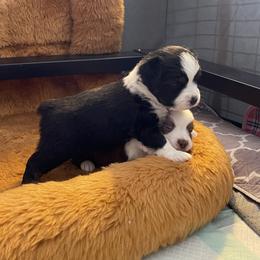 Boy 1 - Toy Australian Shepherd puppy in Clarendon, Texas from Seminole Ranches - Toy/Mini Aussies