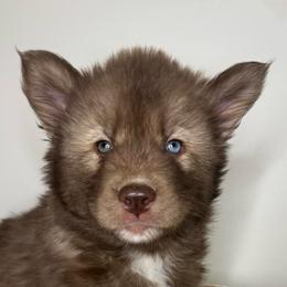 Magnolia - Red and white female Siberian Husky puppy in Florence, Kentucky from Moonlight Howl Huskies