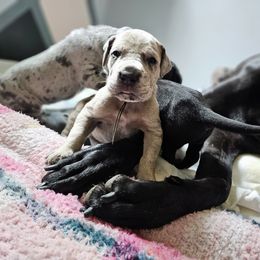 Brown collar - Merle male Great Dane puppy in Warren, Ohio from Loyal-Loves Great Danes
