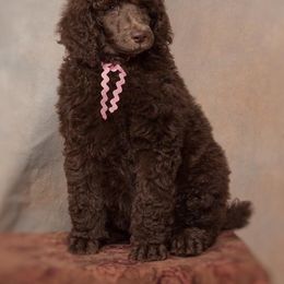 Poodle Puppies from Piccolo's Poodles