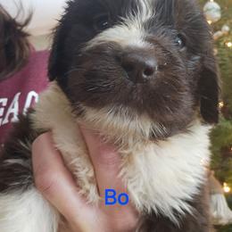 Bo - White and brown male Newfoundland puppy in Honey Grove, Pennsylvania from Heinrich Family Newfoundlands