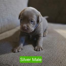 Silver Male - Silver male Dilute Retriever puppy in Anderson, Texas from TLS Retrievers