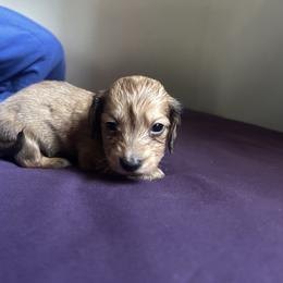 Shaded Cream Female AKC - Cream female Dachshund puppy in Lehigh Acres, Florida from Ruby Rose Dachshund Dynasty
