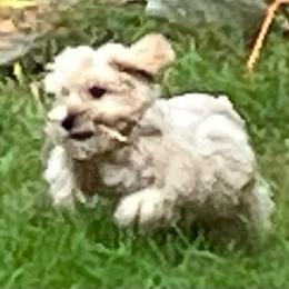 Levi - Wheaten male Miniature Schnauzer puppy in Port Orchard, Washington from Silver Bells Miniature Schnauzers
