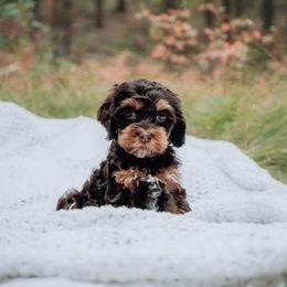 Purple Collar - Brown and tan female Cockapoo puppy in Missoula, Montana from Big Sky Cockapoos