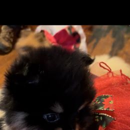 Pomeranian Puppies from Silver’s Reigning Heir Poms