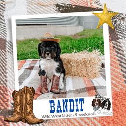 Bandit - Black white and tan male English Springer Spaniel puppy in Albany, Minnesota from Farm Fresh Labradors & English Springers