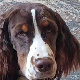 Rickybobby - English Springer Spaniel