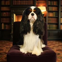 Jag - Cavalier King Charles Spaniel