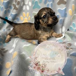 Dachshund Puppies from CSW Dachshunds