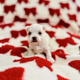 Jolly - White female Maltese puppy in Homestead, Florida from Princess’s Maltese Palace