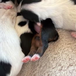 Yorkshire Terrier Puppies from Combs’ Yorkies