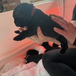 Boy 3 - Black male Newfoundland puppy in Shingletown, California from Astreas Newfoundlands