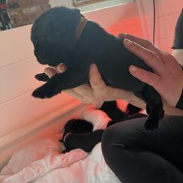 Boy 3 - Black male Newfoundland puppy in Shingletown, California from Astreas Newfoundlands