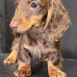 The Hatter- Alice in Wonderland Theme Litter. - Chocolate and tan female Dachshund puppy in Woodland, Washington from SJs Dachshunds