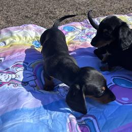 Black and tan Female 1 CKC REGISTERED 3500 - Black and tan female Dachshund puppy in Blackstone, Virginia from Cheyenne's Dachshunds