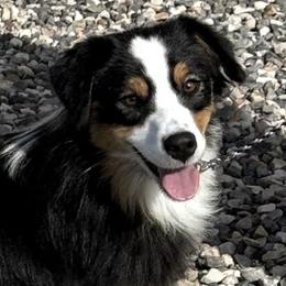 Sophie - Australian Shepherd
