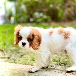 Cavalier King Charles Spaniel and Cavapoo Puppies from Waggin Tails