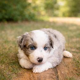 Arlo - Blue merle male Miniature Australian Shepherd puppy in Louisville, Mississippi from Kristy’s Kennels