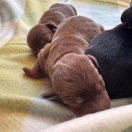 Lolly - Chocolate and tan female Dachshund puppy in Wallingford, Kentucky from Hensley Homestead Dachshunds