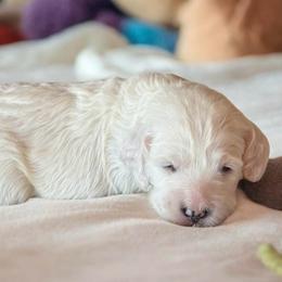 Dillon - Black and white male Cockapoo puppy in Marietta, South Carolina from River Falls Cockapoos
